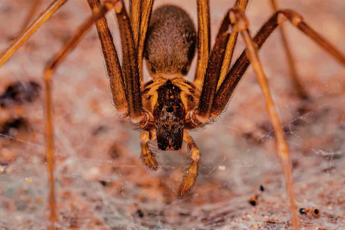 Sta arrivando in Italia un insetto terribile e velenoso: come riconoscerlo